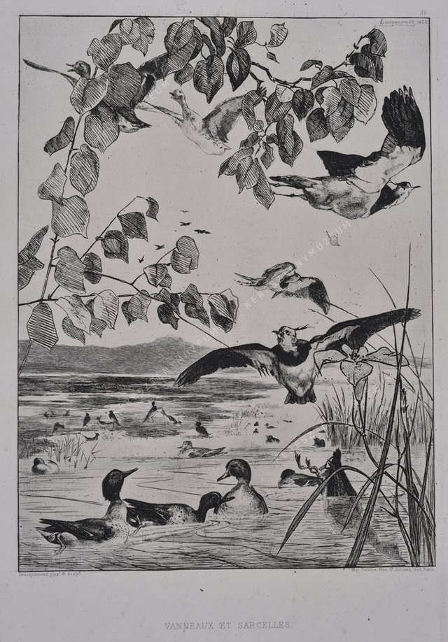 Vanneaux et sarcelles - Bíbicek és récék