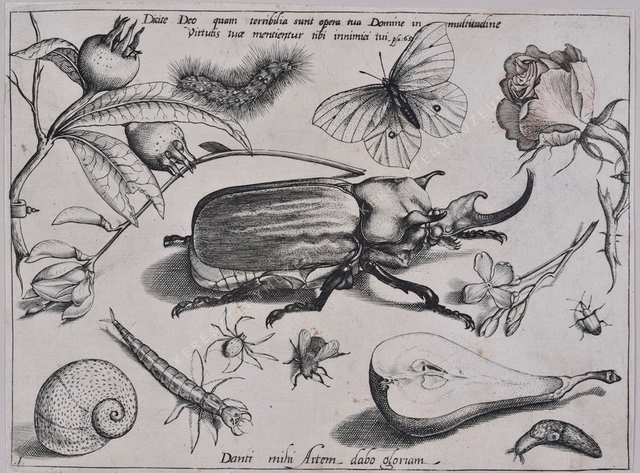 Archetypa studiaque patris Georgii Hoefnagelii