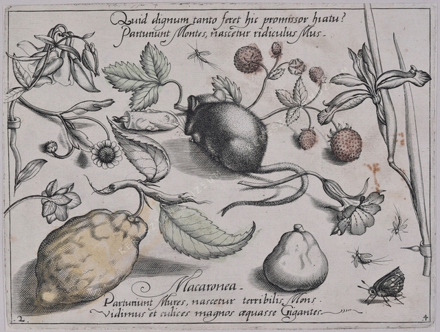 Archetypa studiaque patris Georgii Hoefnagelii