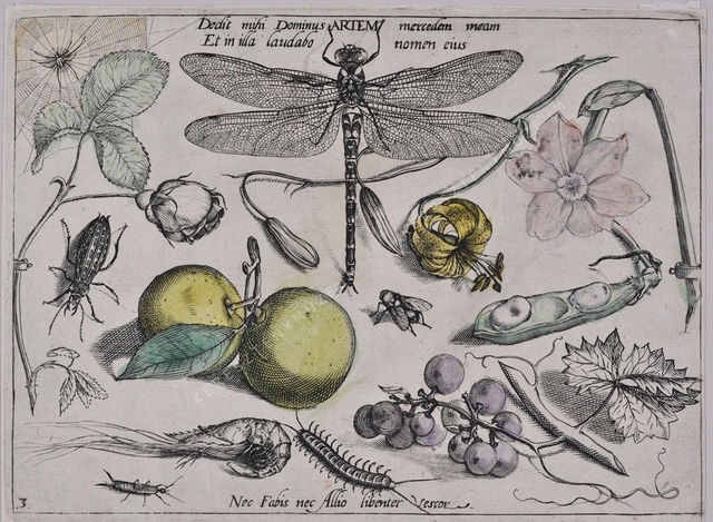 Archetypa studiaque patris Georgii Hoefnagelii