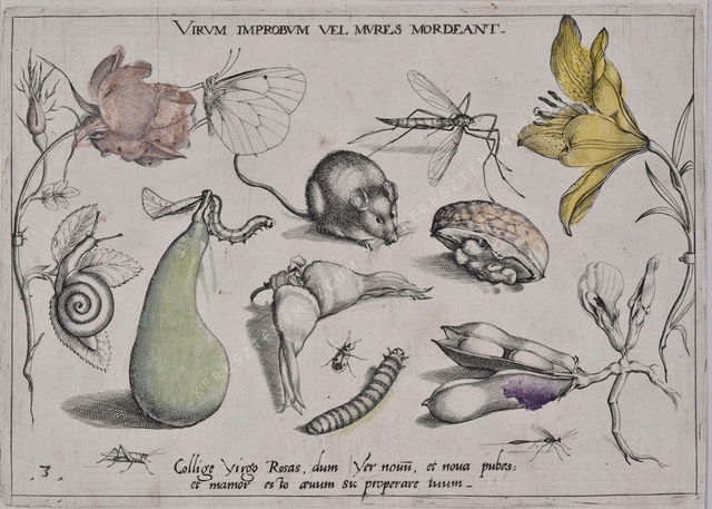 Archetypa studiaque patris Georgii Hoefnagelii