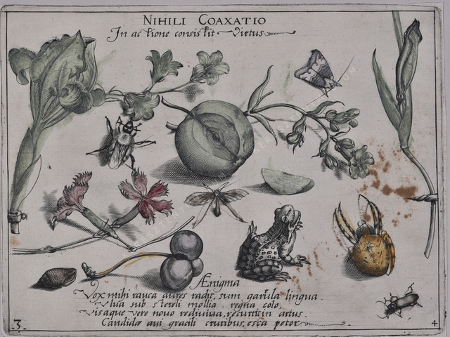 Archetypa studiaque patris Georgii Hoefnagelii