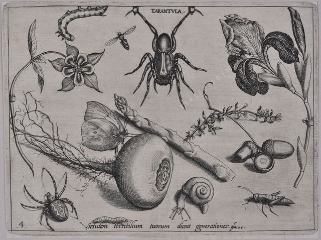 Archetypa studiaque patris Georgii Hoefnagelii