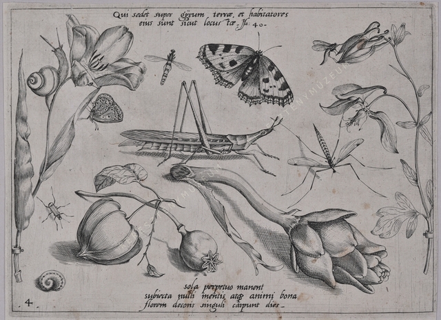 Archetypa studiaque patris Georgii Hoefnagelii