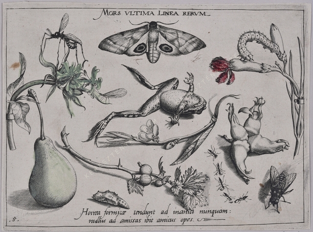 Archetypa studiaque patris Georgii Hoefnagelii