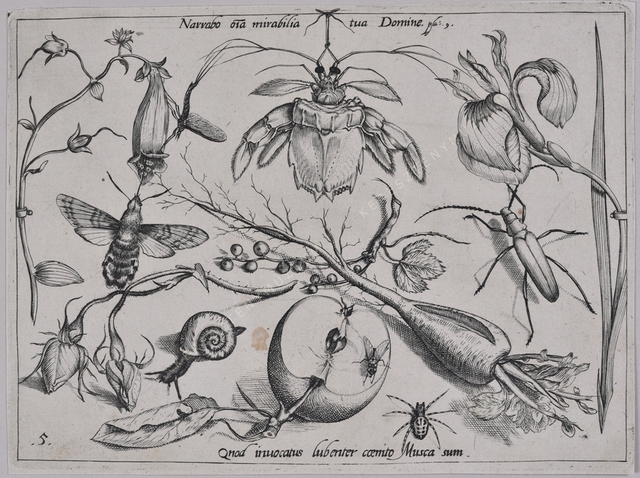 Archetypa studiaque patris Georgii Hoefnagelii