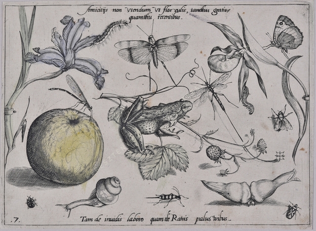 Archetypa studiaque patris Georgii Hoefnagelii