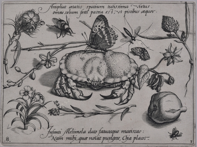 Archetypa studiaque patris Georgii Hoefnagelii