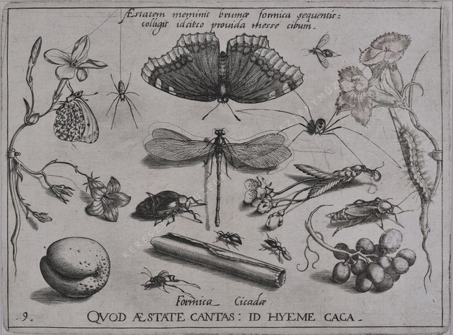 Archetypa studiaque patris Georgii Hoefnagelii