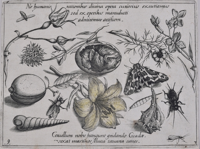 Archetypa studiaque patris Georgii Hoefnagelii